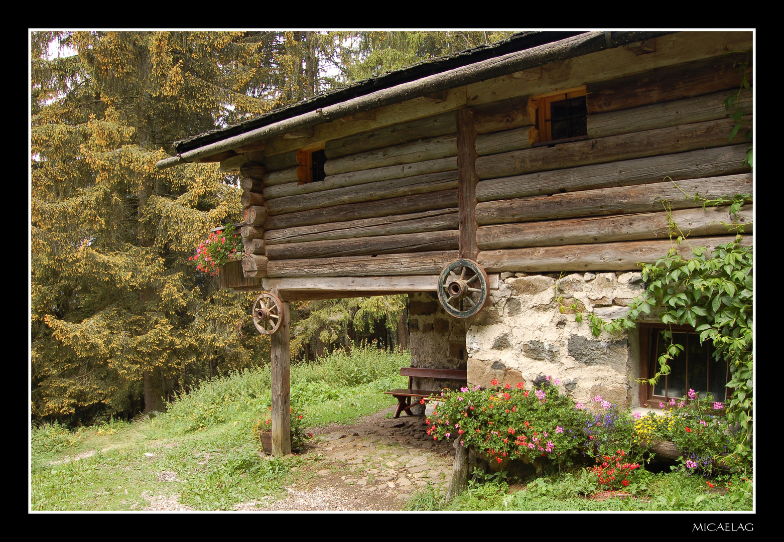 Ai margini del bosco