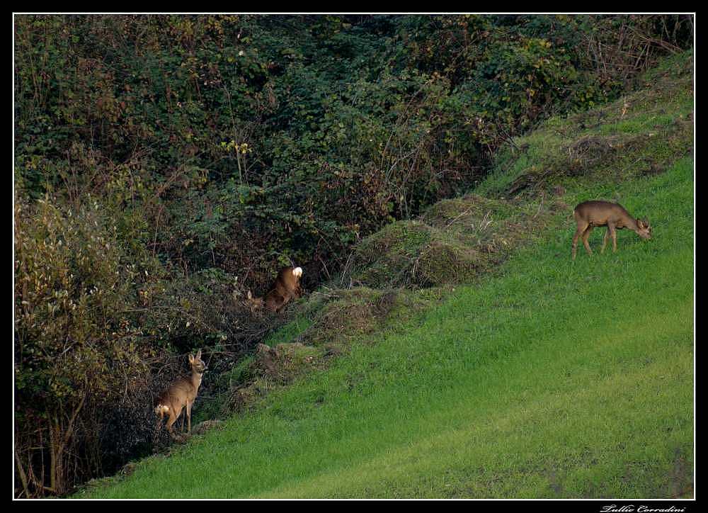 ..ai margini del bosco..