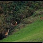 ..ai margini del bosco..