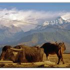 ai piedi del anapurna (+8000m )