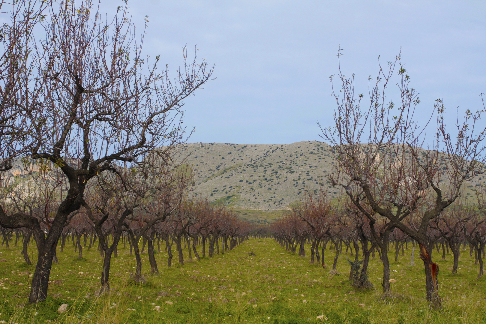 AI PIEDI DEL MONTE GARGANO