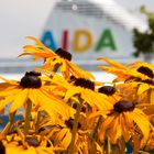 Aida