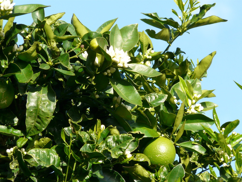 AIDA Bella : Blühende Apfelsiene mit Frucht auf Madeira