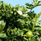 AIDA Bella : Blühende Apfelsiene mit Frucht auf Madeira