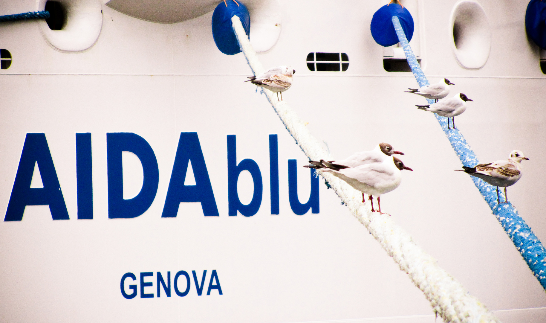 Aida Seagull