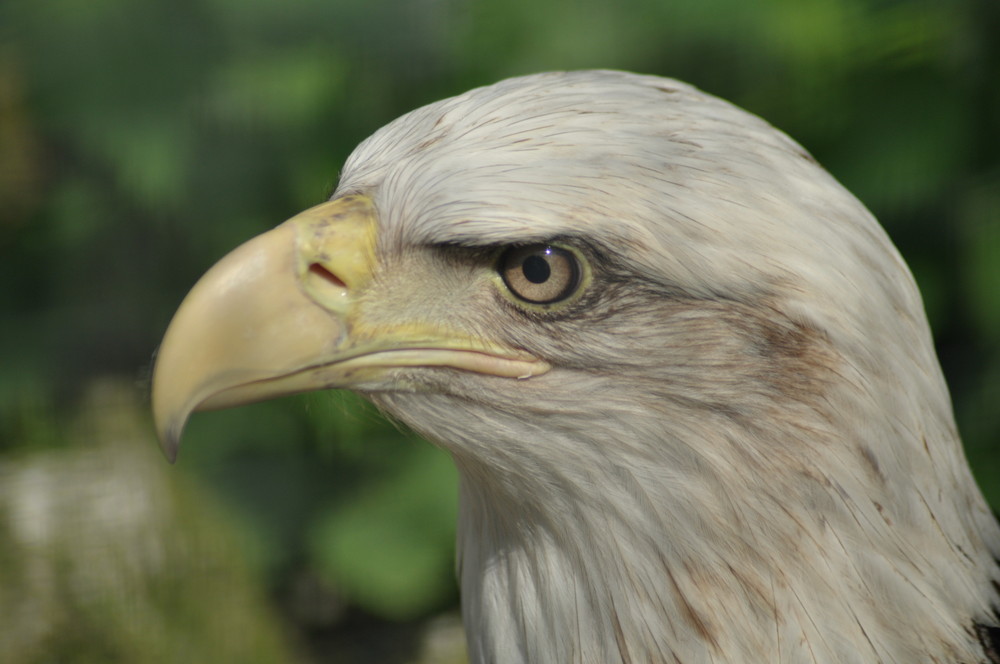 Aigle