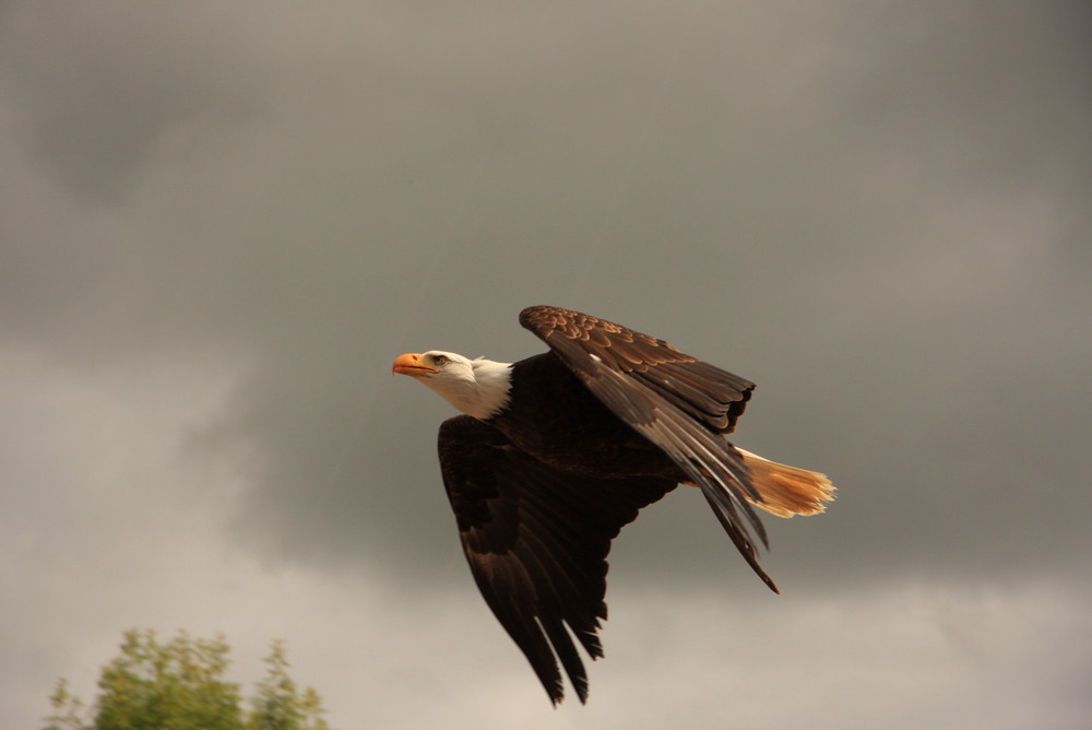 Aigle