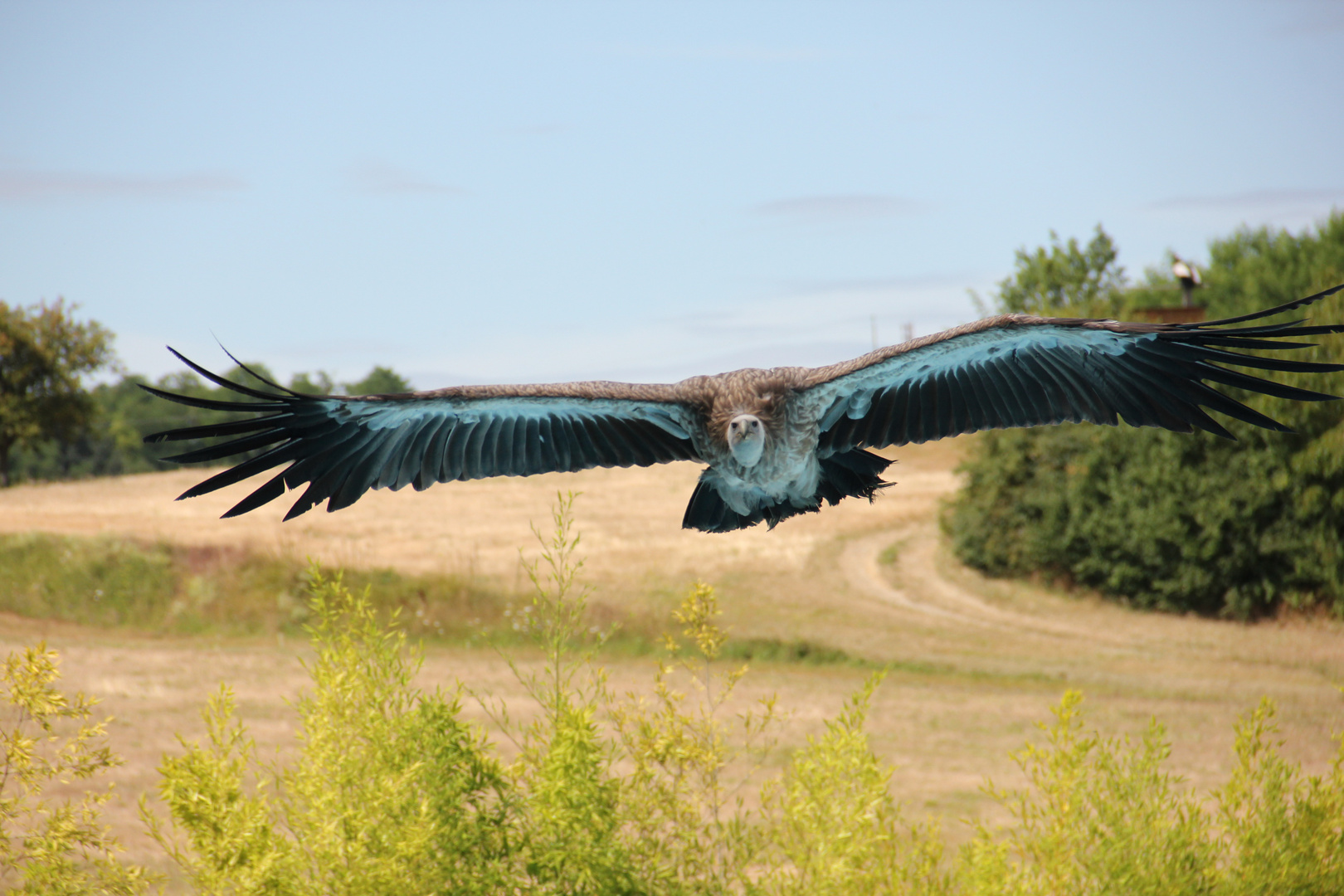 Aigle