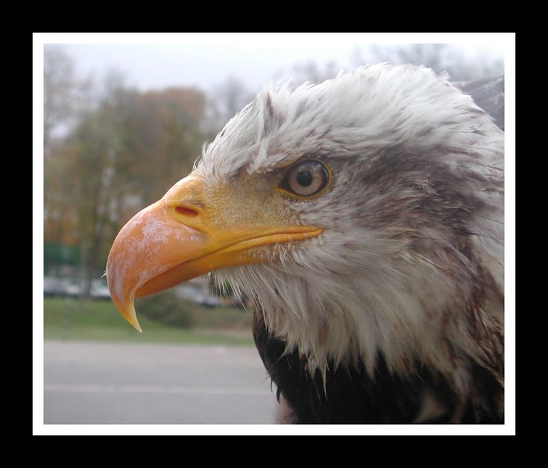 Aigle