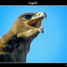 Aigle