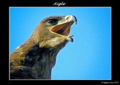 Aigle