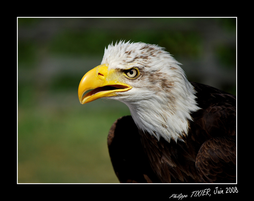 Aigle Américain (Pygargue à tête blanche (Haliaeetus leucocephalus))