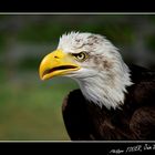 Aigle Américain (Pygargue à tête blanche (Haliaeetus leucocephalus))