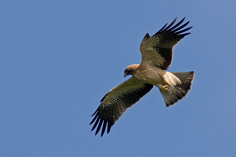 Aigle botté