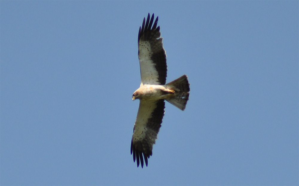 aigle botté