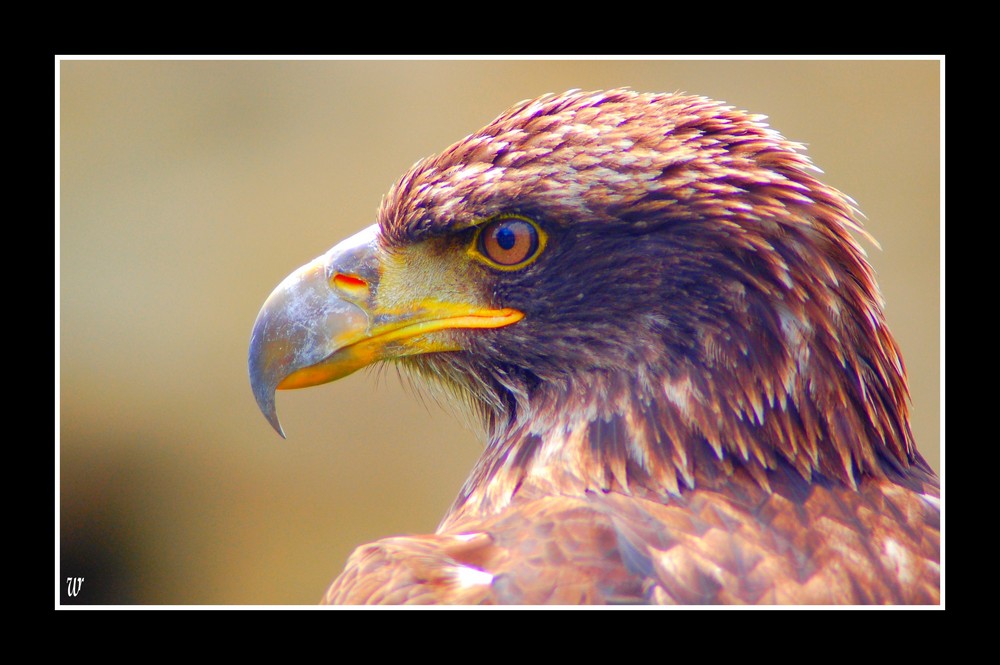 aigle