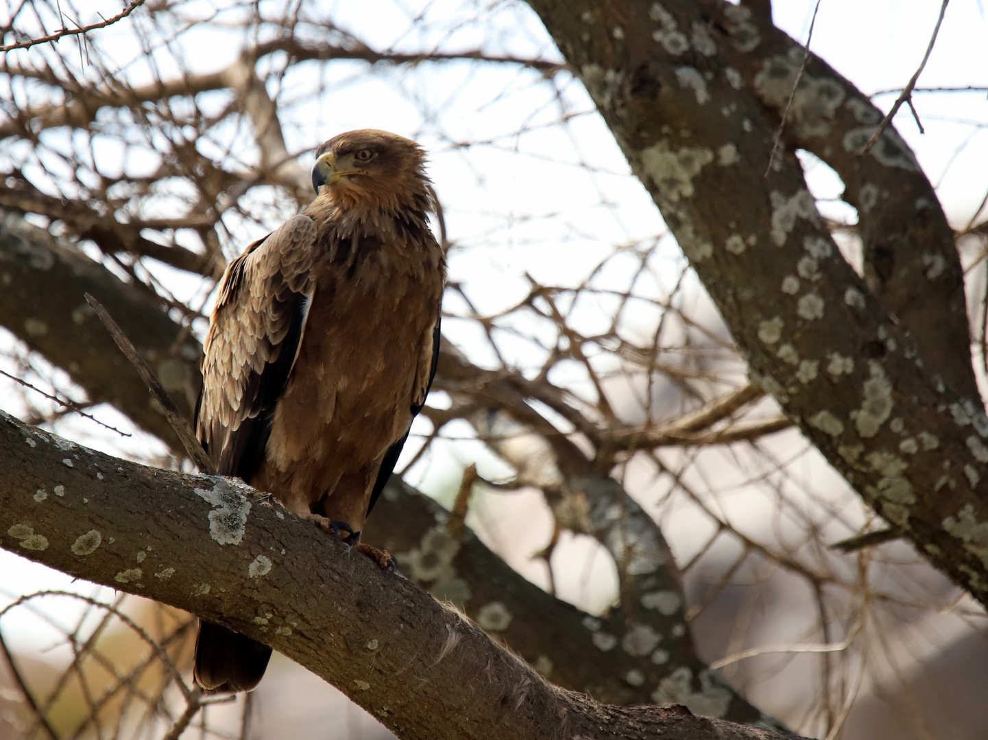 Aigle des steppes