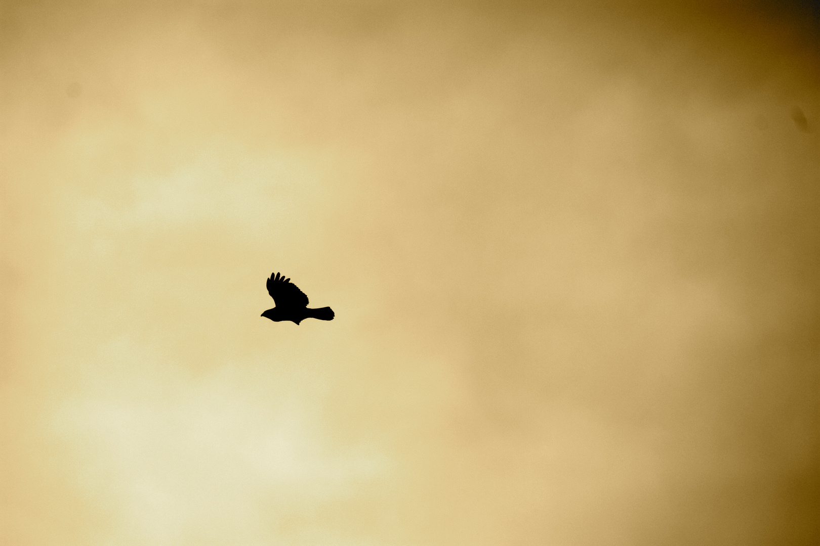 Aigle en plein vol