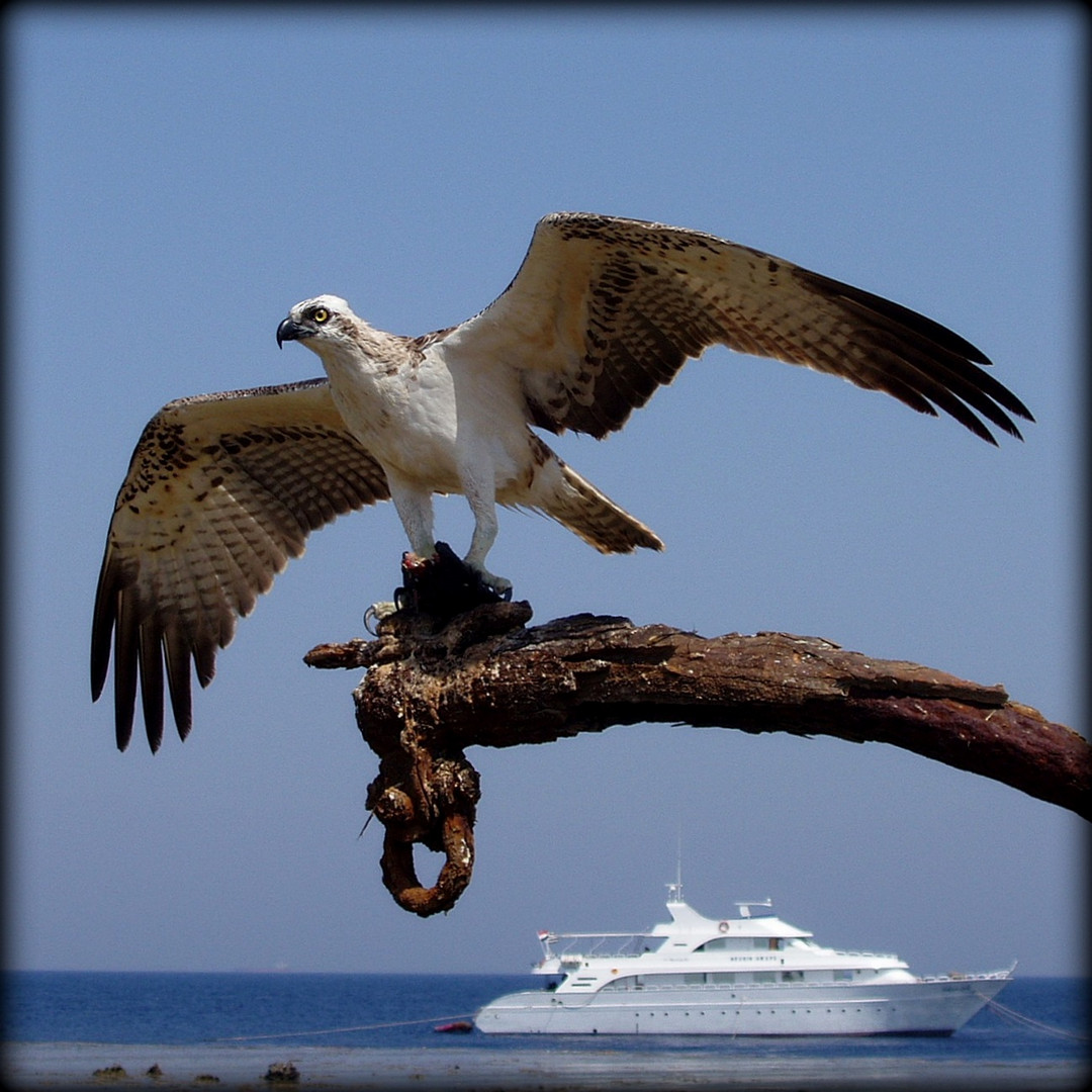 Aigle pêcheur