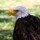 Aigle pêcheur...ou charognard opportuniste?