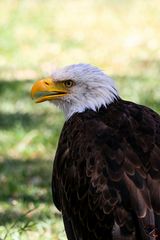 Aigle pêcheur...ou charognard opportuniste?