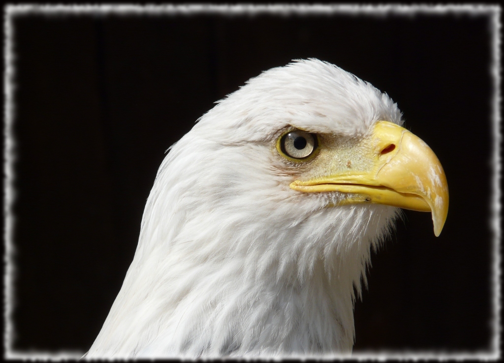 Aigle pécheur