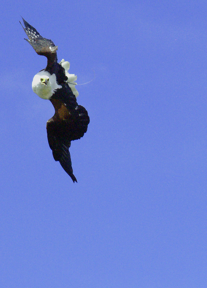 AIGLE PECHEUR AFRICAIN