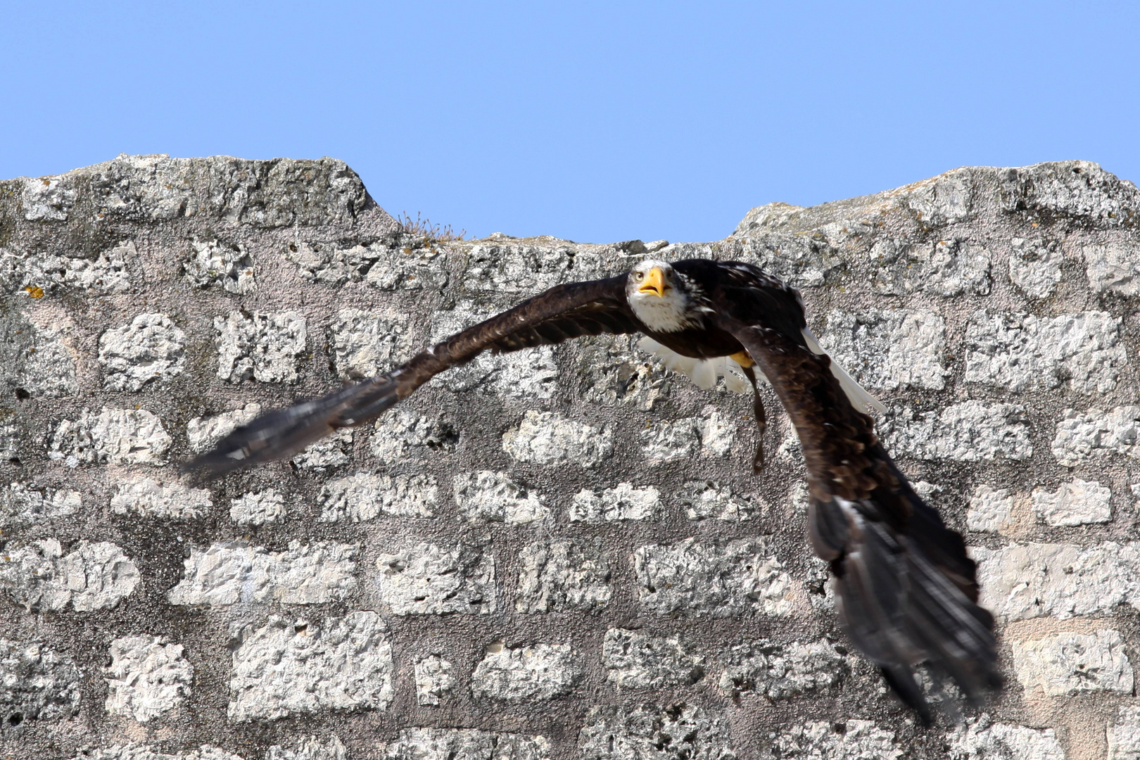 Aigle pycargue