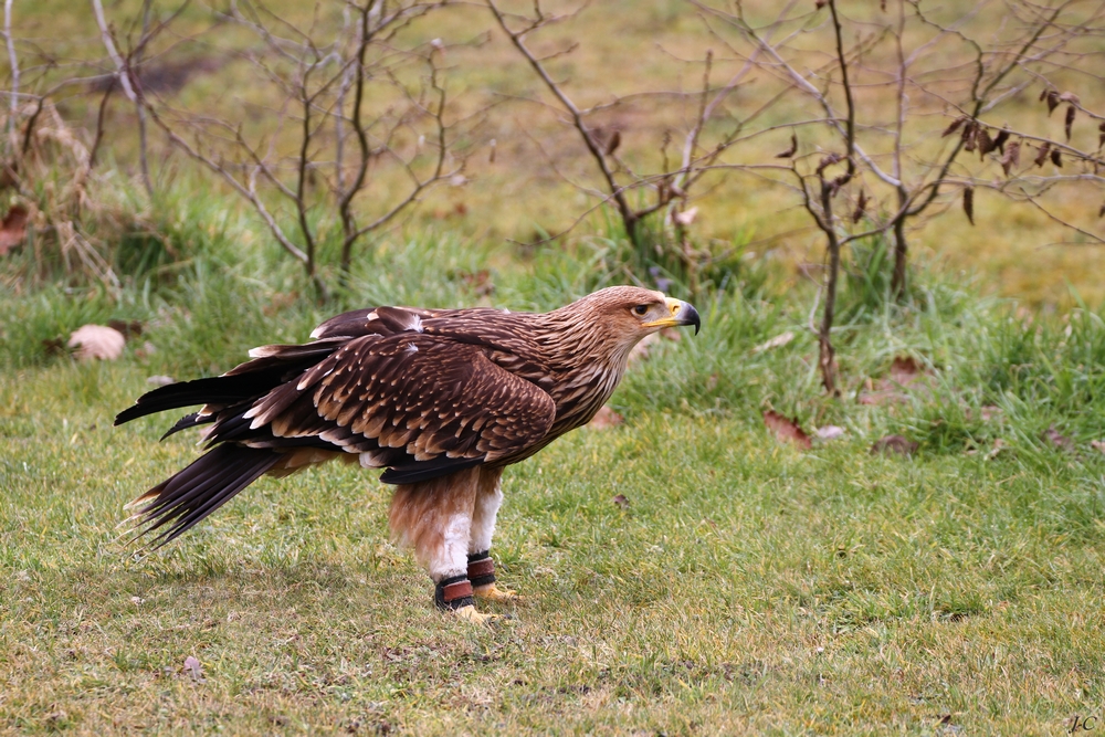 " Aigle royal "