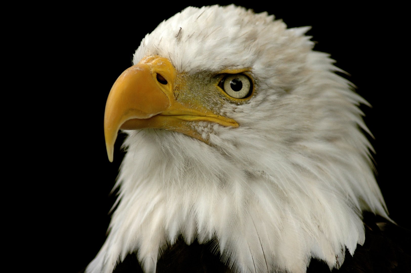  aigle  royal photo et image  animaux animaux sauvages 