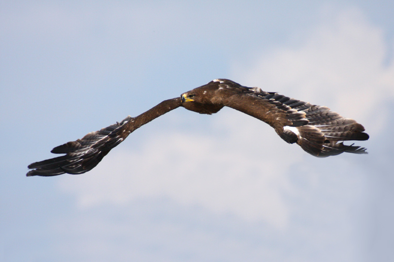 Aigle royal en vol