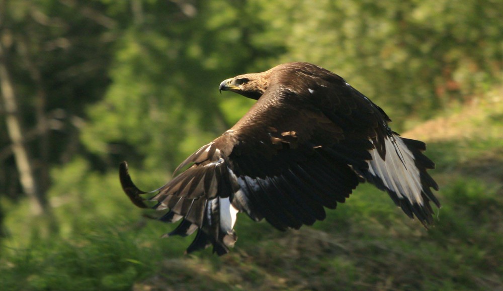 Aigle royal en vol.