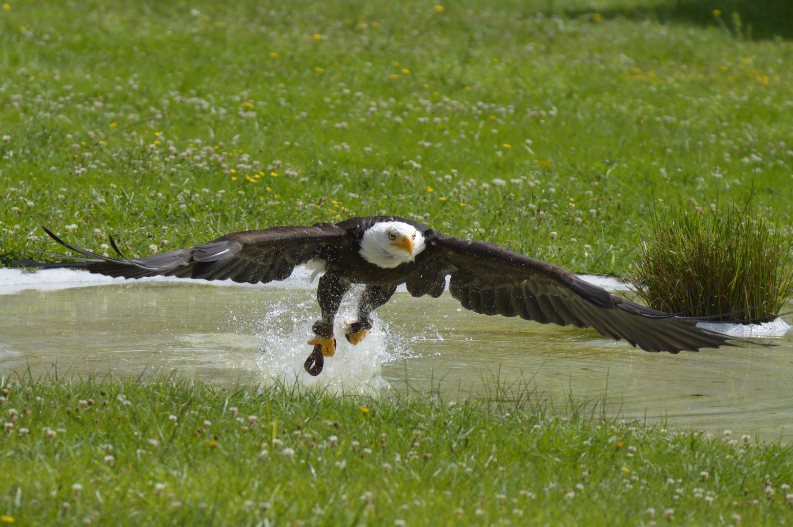 aigle royale