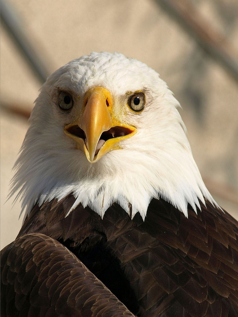Aigle Royale photo et image | archives des concours, la photographie ...
