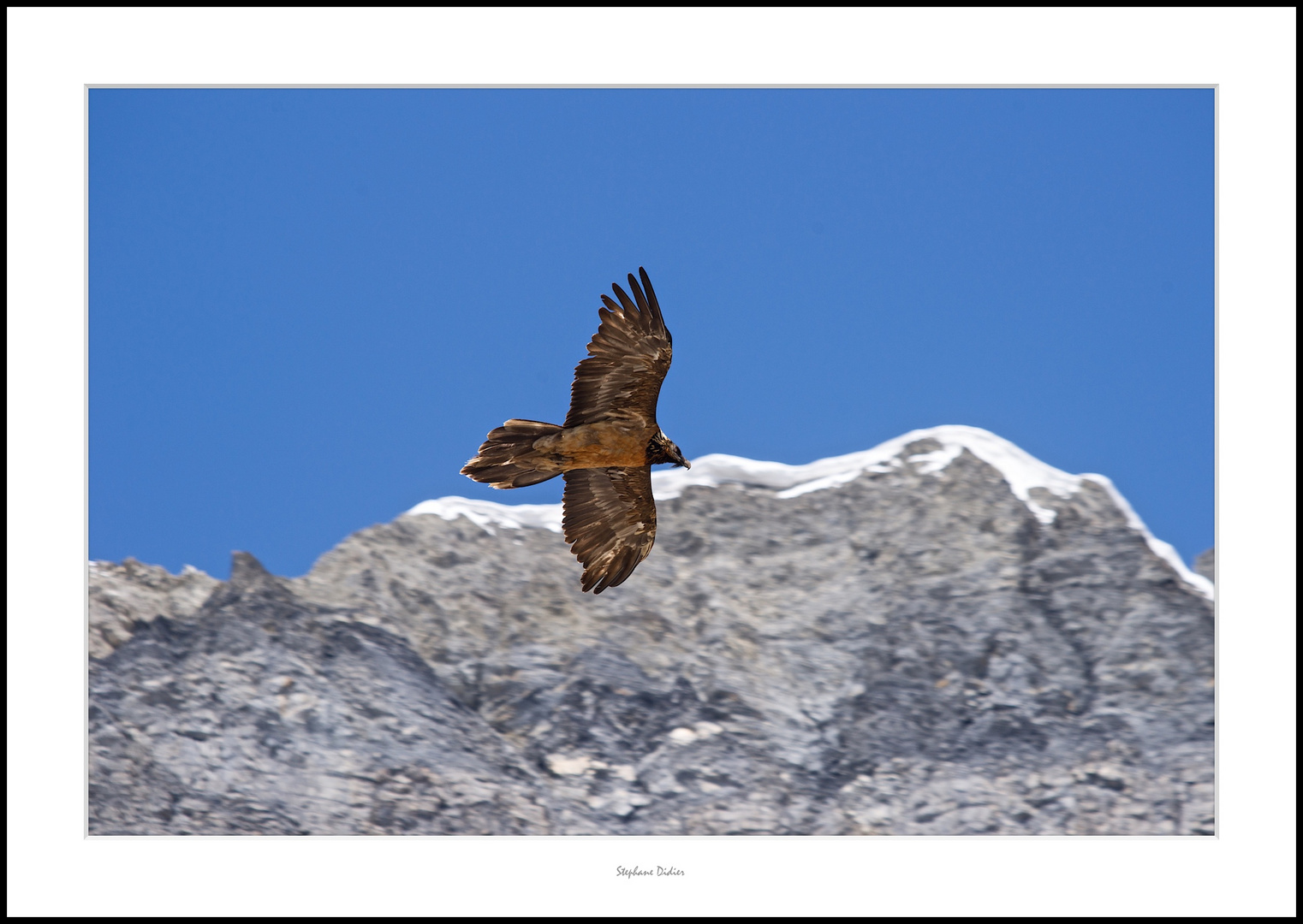 Aigle Salso Moreno Saint Etienne de Tinée