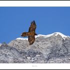 Aigle Salso Moreno Saint Etienne de Tinée