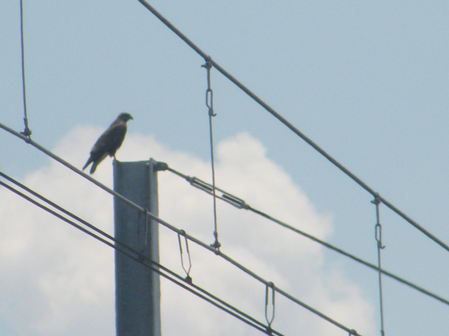 aigle sur un pylone de la sncf