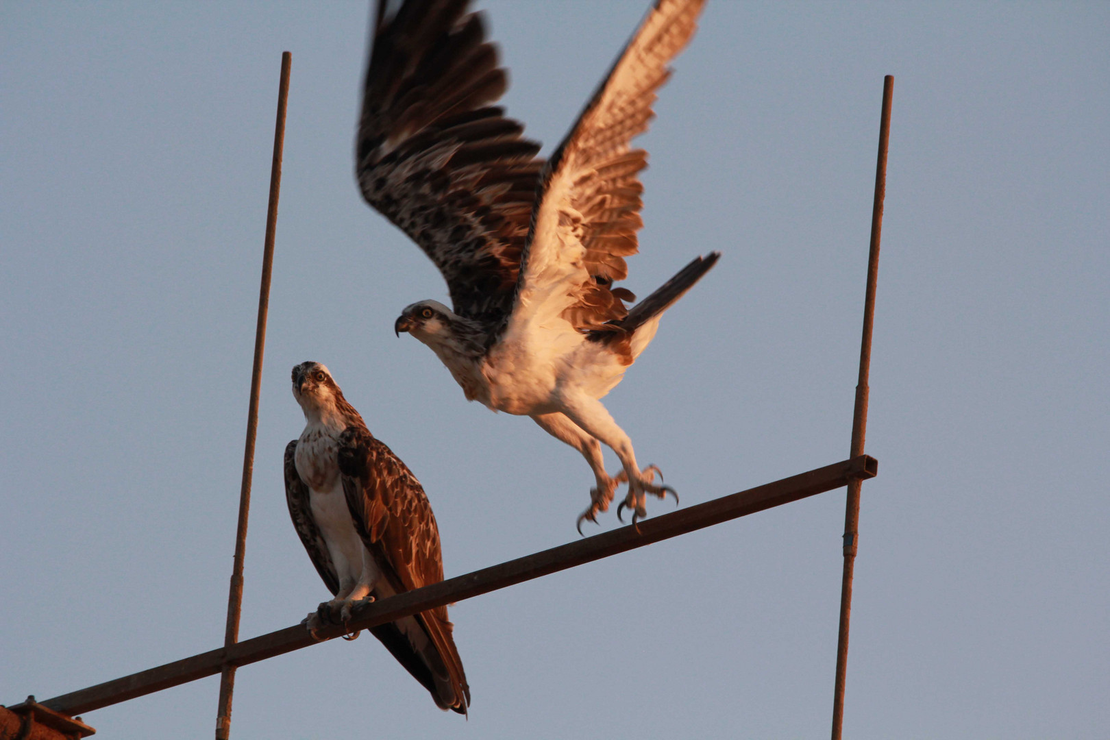 aigles de mer rouge egypte