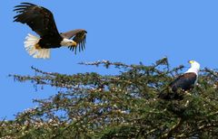 aigles pêcheurs