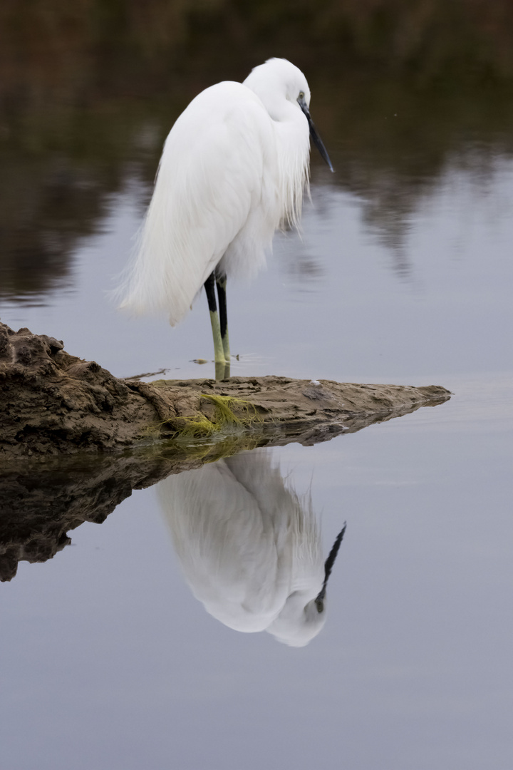 Aigrette 