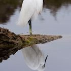 Aigrette 