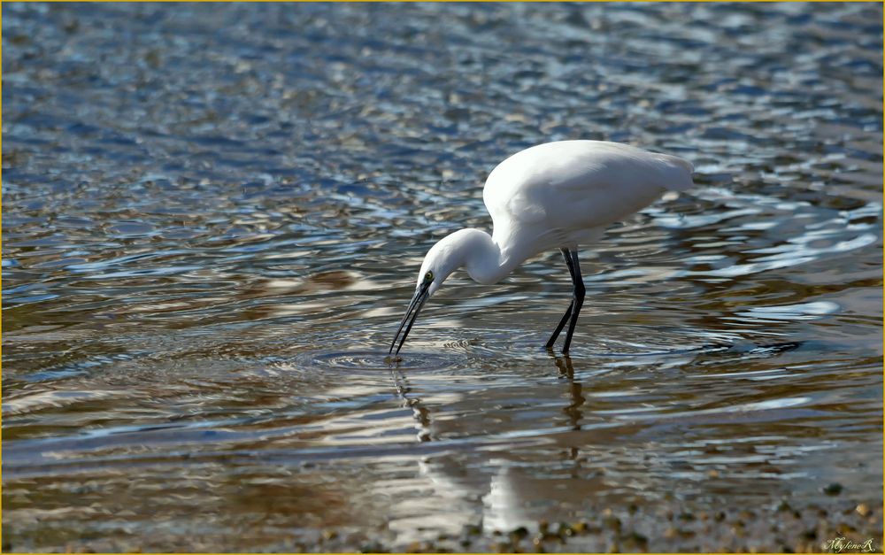 AIGRETTE