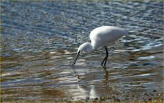 AIGRETTE