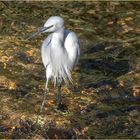 Aigrette