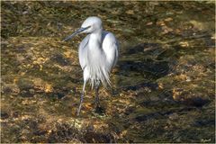 Aigrette