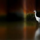 Aigrette