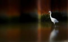 Aigrette