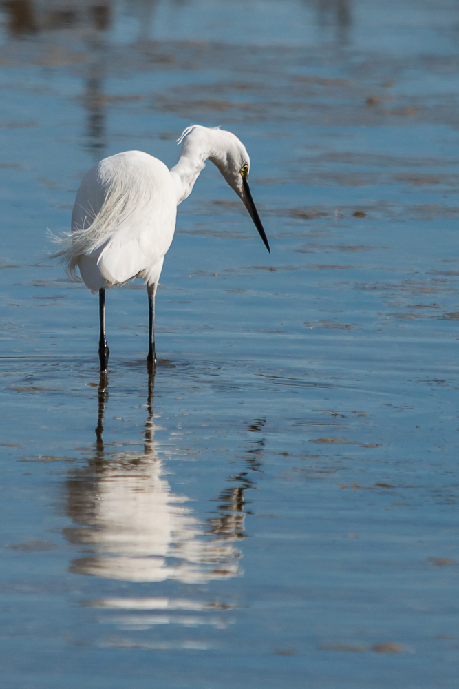 Aigrette 2