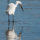 Aigrette 2