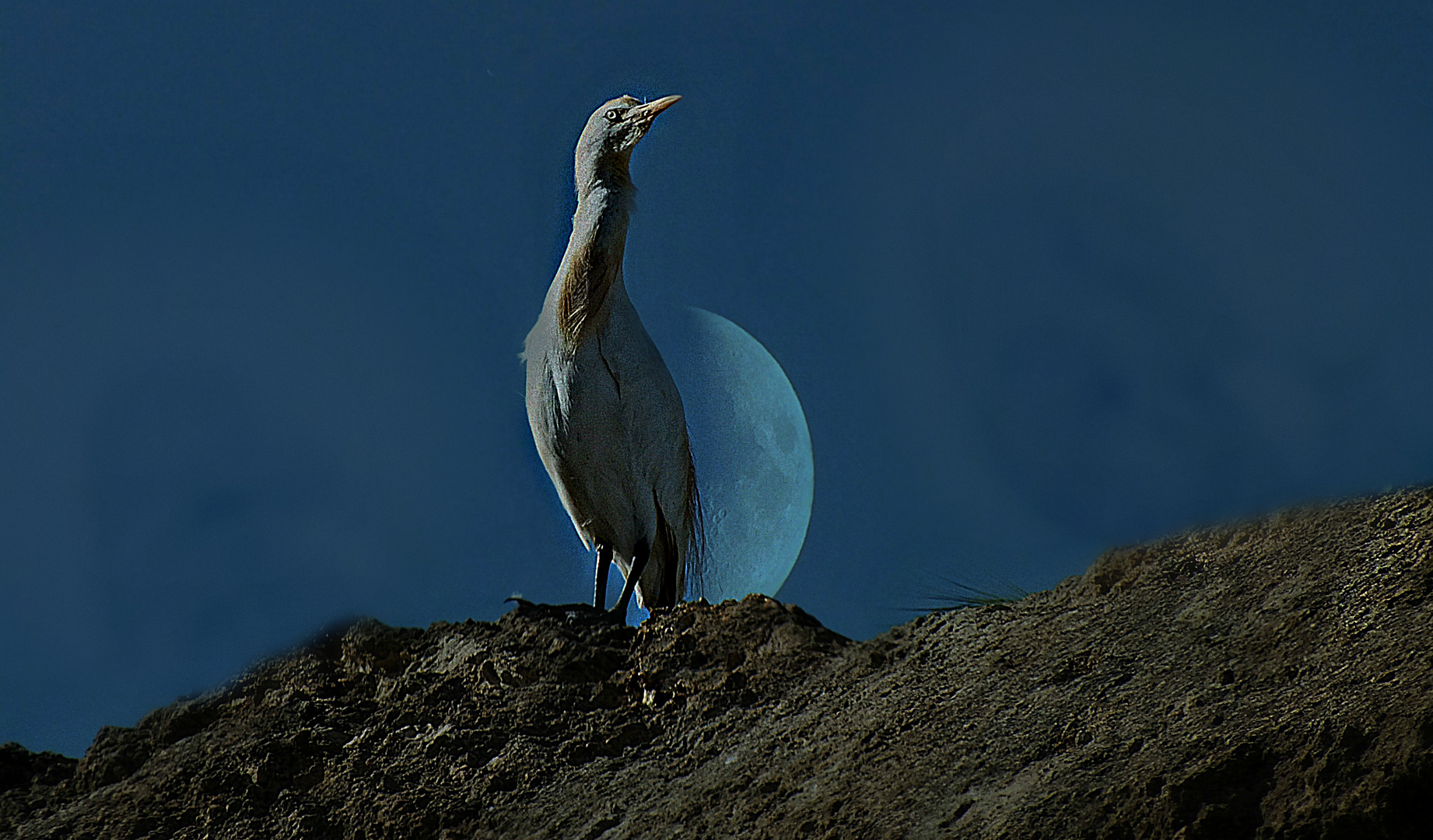 Aigrette 